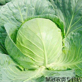 春枝韵绿霸甘蓝种子卷心菜种子包心菜包菜种籽大头菜籽早熟高产蔬菜