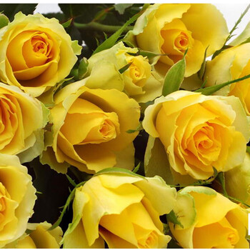 金凤凰【图片 价格 品牌 报价】-京东