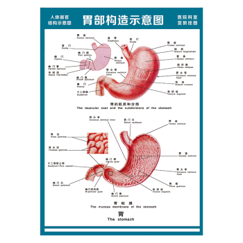 人體結構解剖圖乳房矢狀斷橫式圖血管女性骨盆正中矢狀斷圖片宣傳畫