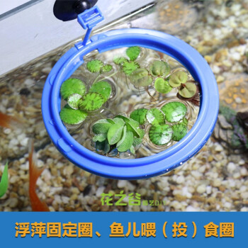 鱼缸浮萍水草活体植物浮性净化水质微景观水族箱圆形浮萍固定器7 5cm 图片价格品牌报价 京东