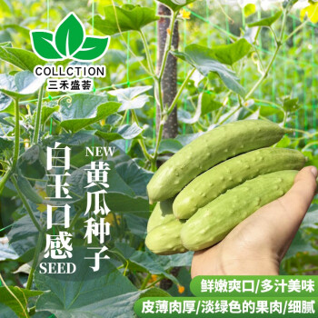 陽臺菜園盆栽種植南北種耐旱耐熱農科院大田用種蔬菜瓜類水果黃瓜種籽