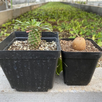 卉雙南非龜甲龍墨西哥龜甲龍籽播實生稀有塊根多肉植物帶花盆南非龜甲