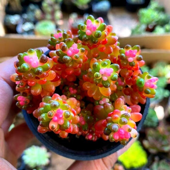 红色浆果锦群生多头多肉植物桌面迷你创意盆栽绿植花卉 彩色浆果锦7cm