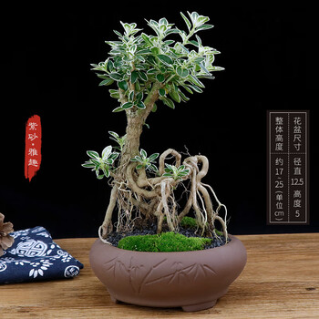 提根小老桩植物室内客厅四季常青造型盆栽桌面微景观茶台小盆景 紫砂 雅趣 提根六月雪 图片价格品牌报价 京东