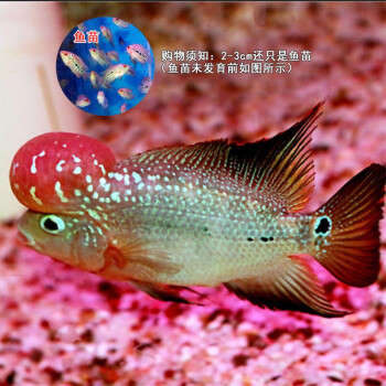 楠苑秋穎泰國進口羅漢魚苗古典金花活體鴻運退沙亞成火鳳凰德薩爆頭