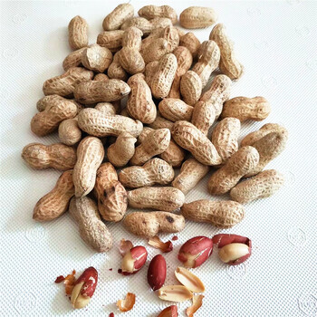 茗仟mingqian河南特产地锅炒花生原味新货带壳铁锅炒制农家炒熟散装