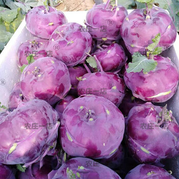 青苤兰种子紫苤蓝种籽高产菜籽蔬菜孑籽种芥兰头芥蓝球茎水果甘蓝 紫