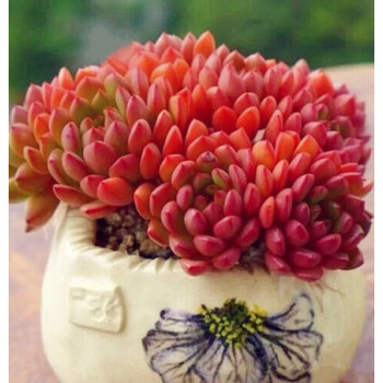 多肉多肉老桩大颗群多肉植物盆栽特绿植浅紫色5年红宝石1015cm不含盆