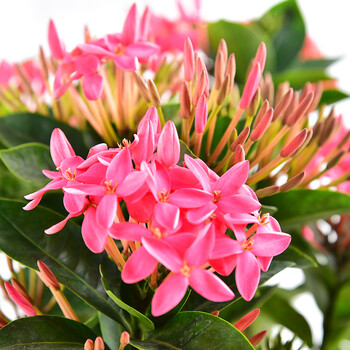 龙船花盆栽绿植庭院阳台观赏植物 龙船花粉色(大高筒加仑盆) 不含盆