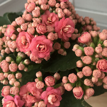 花苗盆栽多肉植物重瓣绣球长寿花苗办公室内四季花卉绿植 米白色 粉黛