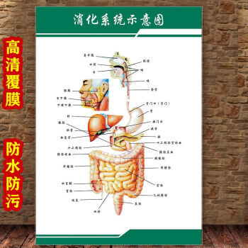 宣傳掛圖人體結構海報夢傾城yt32311消化系統示意圖40cmx60cmpp膠材質