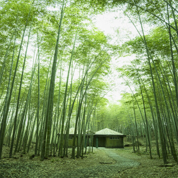 舞万花网红男女直播间主播装饰壁布快手 背景墙外景山水风景3d背景布