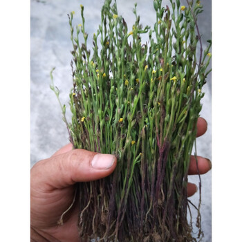 内廷上用纯野生独脚金疳积草草药小孩儿开胃消积新鲜晒干煲汤蒸肉干品