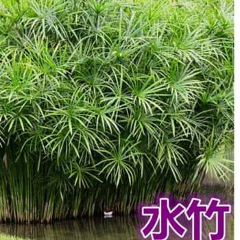 hqc盆栽水培旱伞草水养植物鱼池植物100芽水竹不含盆