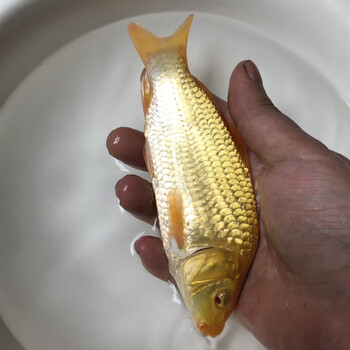 荣郁 日本进口纯种锦鲤红白大正三色赤木芥子浅黄小鱼苗淡水观赏鱼