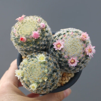 花络阁红花明星仙人球粉红明星群生多头开花机器白花明星