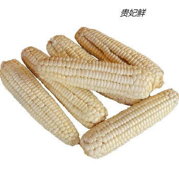 贵妃鲜【减脂代餐玉米新鲜】四川农家甜糯玉米低脂非转基因白糯玉米