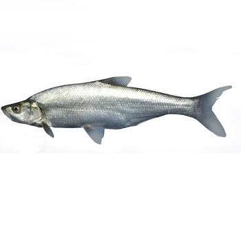 翘嘴白鱼新鲜翘嘴鲌大白刁翘嘴巴鱼嘴巴刁子鱼大菜园淡水鱼15kg3斤一