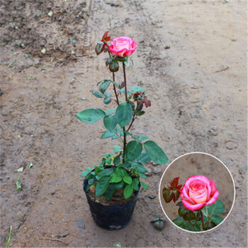 大花月季花苗阳台庭院室内盆栽月季苗长花期观赏花卉北极风神