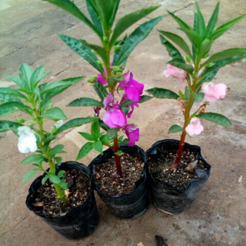 hqc凤仙花苗指甲花苗盆栽植物带原钵原土发货颜色随机1盆