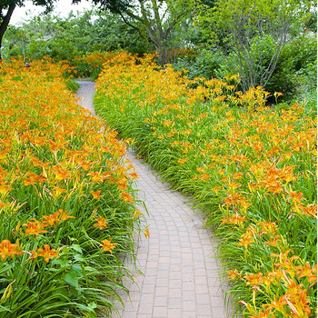 萱草苗多年生宿根地被植物耐寒耐荫室外别墅庭院绿化花草四季种植花卉