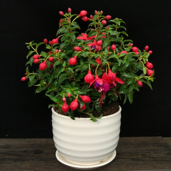 倒挂金钟宝莲灯办公室内阳台盆栽花卉灯笼花观花植物 纯白圆条纹盆 含