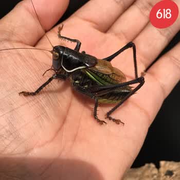 【京选】蝈蝈活鸣虫大新脱铁皮山青翠绿母蚰子夏蝈蝈 大号铁皮蝈蝈1只