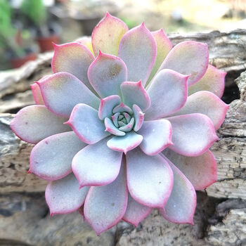 多肉植物劳伦斯多肉室内盆栽绿植花卉萌肉肉易爆盆群生多头 劳伦斯4