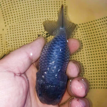 cmcm兰寿金鱼奶牛幼苗精品小鱼苗赛级潘氏冷水观赏鱼纯种活鱼波妞 蓝