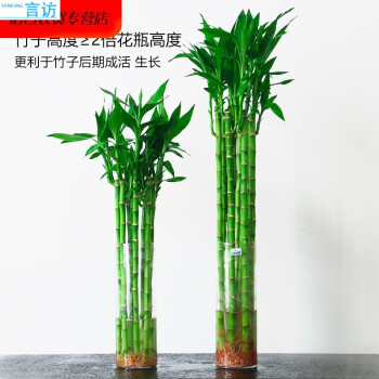 粗杆龙竹观音竹富贵竹竹文昌竹客厅室内竹子盆栽水养水培植物【带根