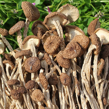 森林家西峡小香菇干货500g菌菇礼盒野干蘑菇冬菇花菇开伞茶树菇500g