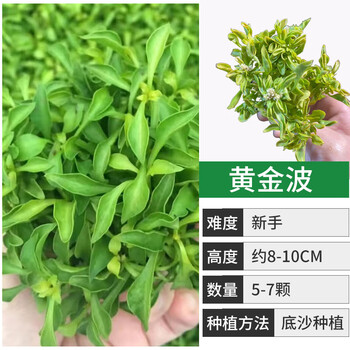 水草套餐懒人好养易活有茎草红绿宫廷绿菊蜈蚣草沉木水榕黄金波1杯送