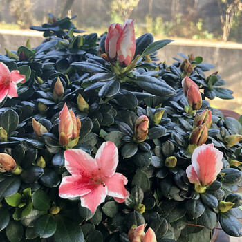 清新花卉白绿色杜鹃好养的花四季开花不断ins 百合杜鹃花(冠幅约20cm)