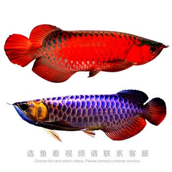 怎样区别印尼红龙鱼与马来西亚红龙鱼 宠友帮宠物