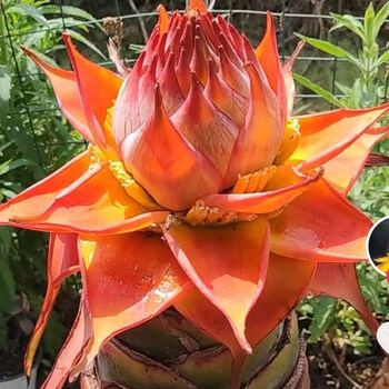 红莲花 地涌红莲 云南地涌金莲 地莲花.