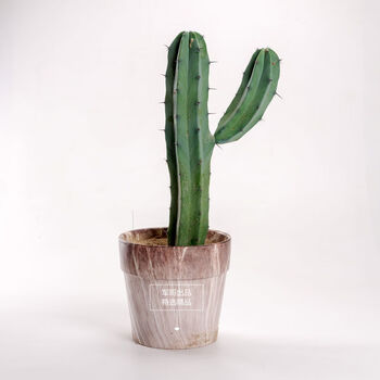 豫权龙神木仙人掌仙人柱易养美观室绿植内多肉植物咖啡店盆栽 龙神木