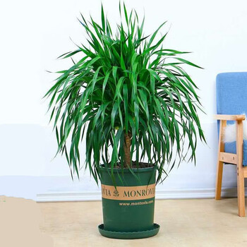 龙须树盆栽大型绿植多头龙血树室内客厅办公室植物龙铁树盆景y 70-80