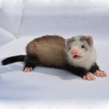 貂宠物貂活体稀有安格鲁貂活貂好养活水貂小龙貂懒人宿舍小型雪貂火焰