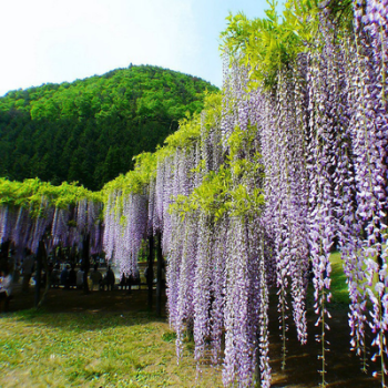 紫藤花树苗庭院围墙爬藤植物苗南方北方种植盆栽地栽当年开花紫玉藤 1公分粗 50cm 含 60cm 不含 图片价格品牌报价 京东