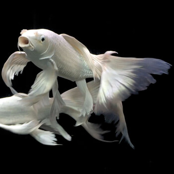 热带观赏鱼锦鲤鱼白金龙鲤纯种长尾蝴蝶鲤贵妃金龙红龙鱼虹鱼活体 16