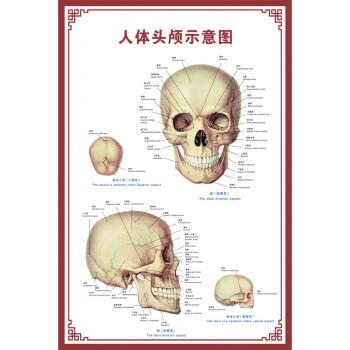 头颅骨头介绍图片图片