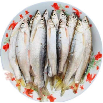 小白条鱼新鲜小河鱼刁子鱼餐条鱼淡水小杂鱼翘嘴鱼现杀 15公分以上