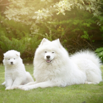 白色天使容顏-薩摩微笑天使寵物中型犬雪橇犬活體寵物溫順型薩摩耶