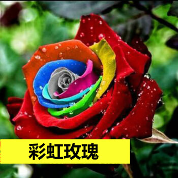 开花卉室内外阳台观花月季花苗特大花浓香 彩虹玫瑰/发2棵苗/送[肥料]