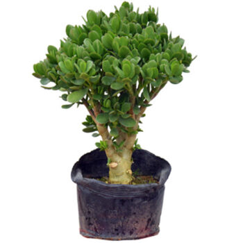 石(chushi)玉树盆栽苗老桩大叶玉树花植物多肉燕子掌室内客厅绿植花卉