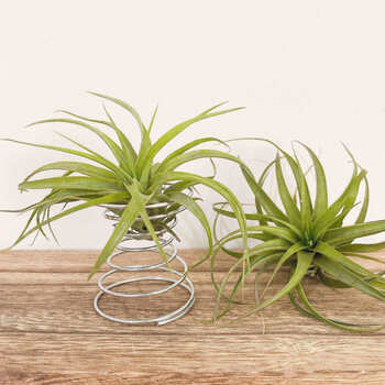 空气凤梨 贝可利7-10cm弹簧底座_[10