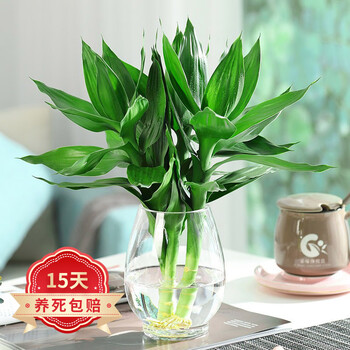 田野中富贵竹 田野中观音竹盆栽3颗家庭客厅办公室桌面无土栽培水培植物水养带根盆栽盆景龙蛋玻璃瓶 行情报价价格评测 京东