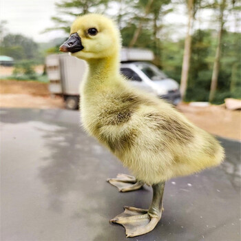 小天鹅纯种狮头鹅特大种活苗特大幼苗狮子头大鹅活苗大头鹅正宗狮头鹅