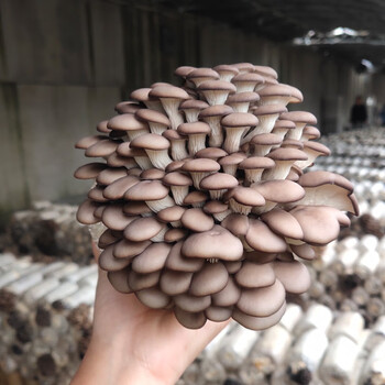 食用菌菌种的新突破与应用