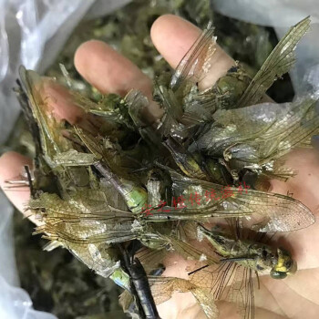 中藥材蜻蜓綠蜻蜓十克裝綠色大蜻蜓幹蜻蛉馬大頭青娘子50克稍微碎點